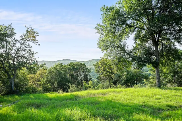 a view of a garden with plants and large trees