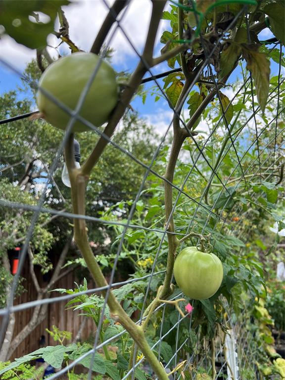 11146 Clearstream Lane Frisco, TX 75035 - Photo 25 of 28 a backyard of a house with table and chairs and plants