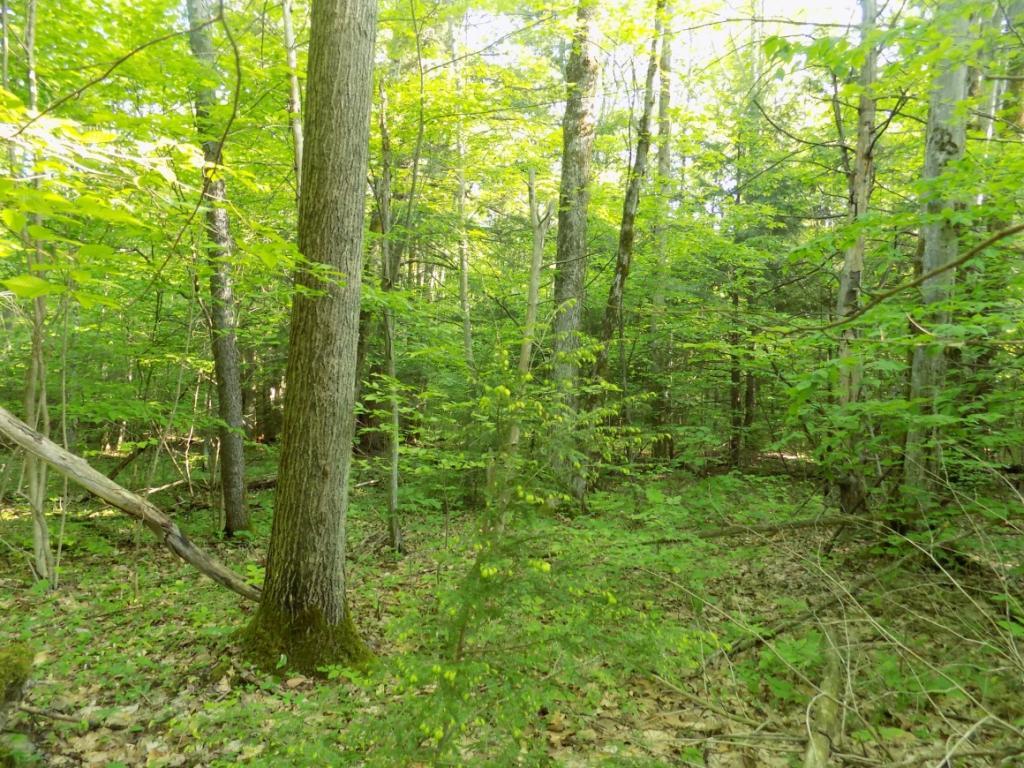 75 Tiffany Road Lisle, NY 13797 - Photo 4 of 12 Gallery Image 4