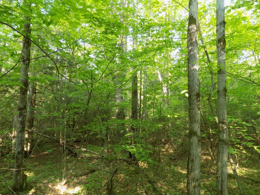 75 Tiffany Road Lisle, NY 13797 - Photo 6 of 12 Gallery Image 6