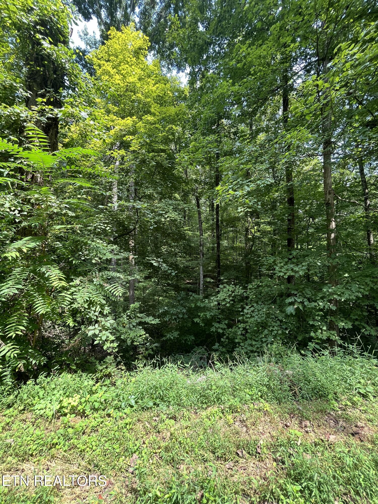 Powder House Road Powell, TN 37849 - Photo 7 of 10 ph7
