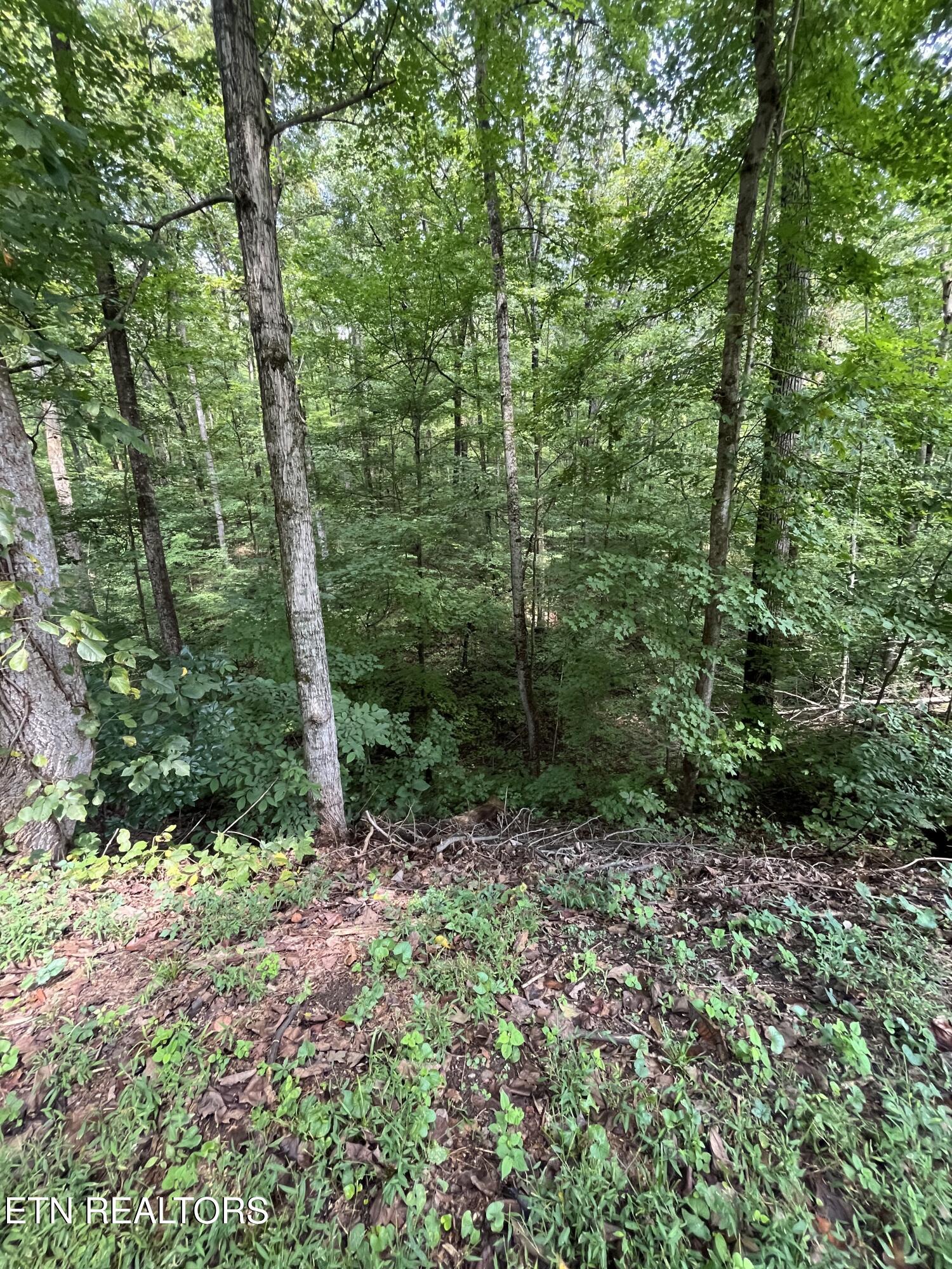 Powder House Road Powell, TN 37849 - Photo 8 of 10 ph8