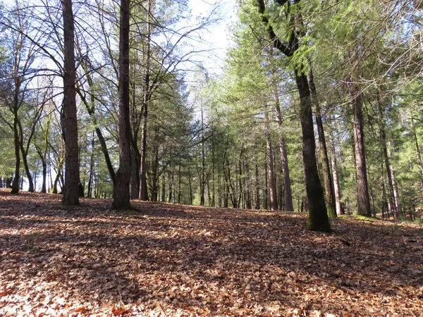 a view of outdoor space and trees
