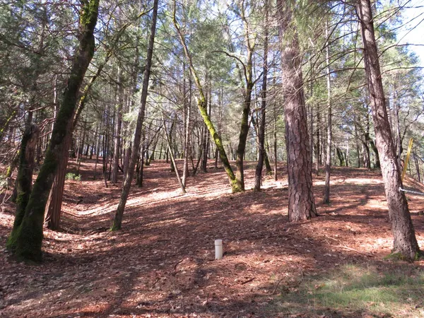a view of outdoor space and trees