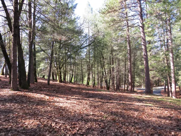 a view of outdoor space with trees