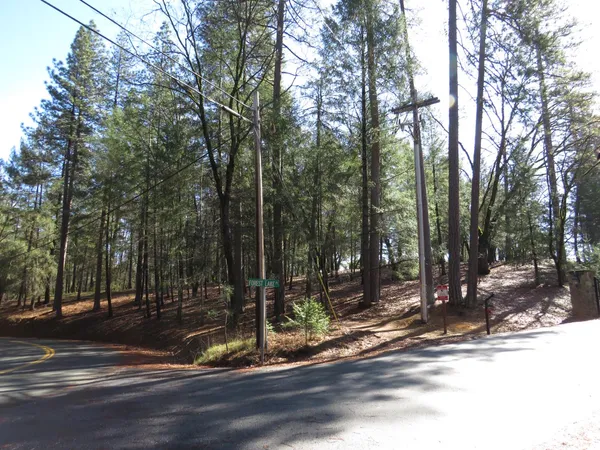 a view of a park with large tree