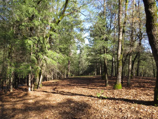 a view of a tree with a yard