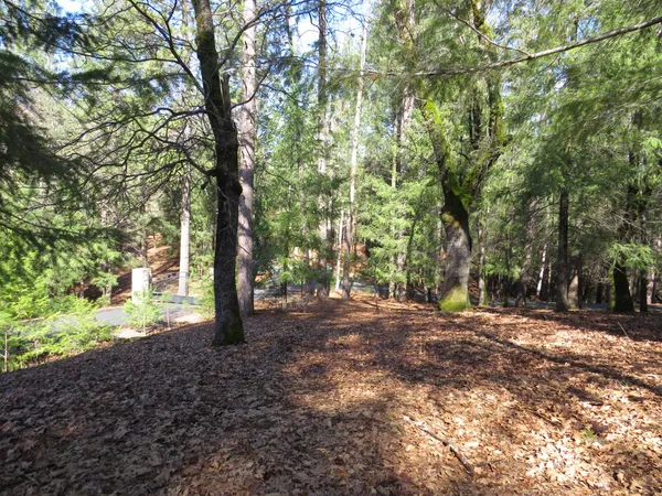 a view of outdoor space with trees