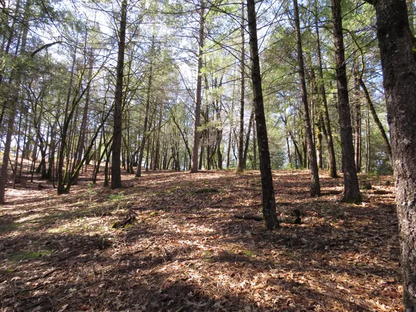 a view of a forest with trees