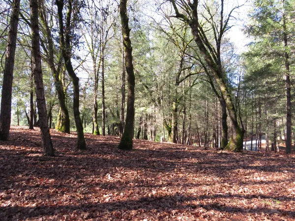 a view of tree with tree in the park