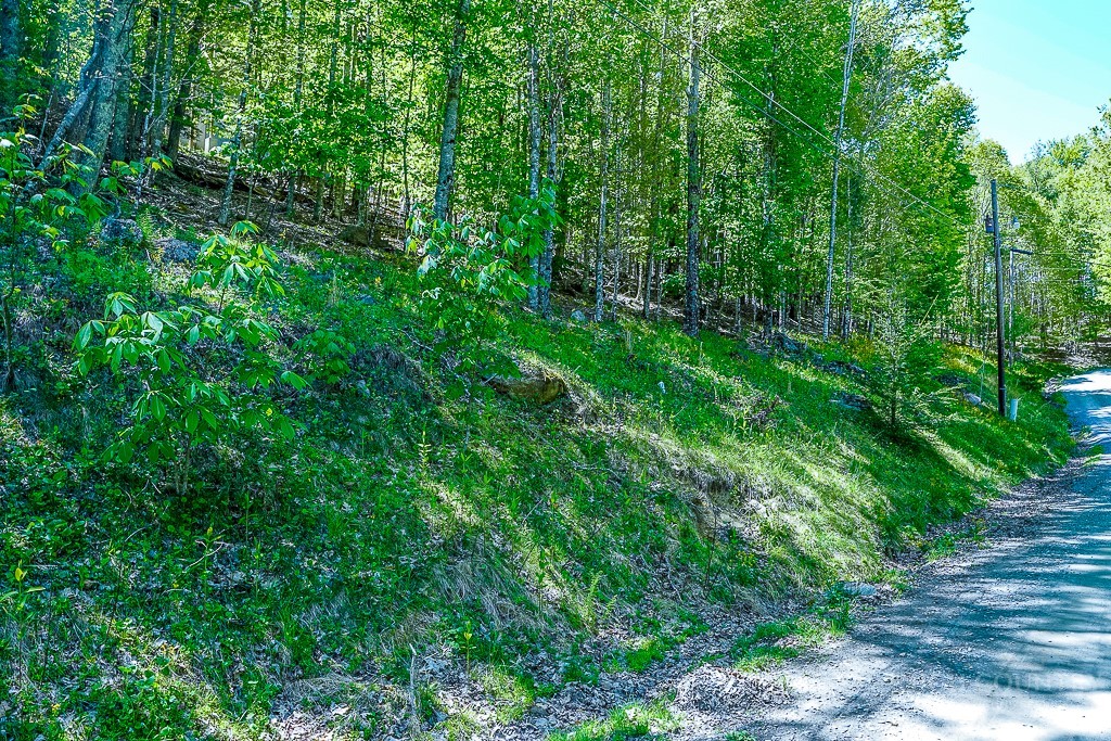 a view of a lush green forest