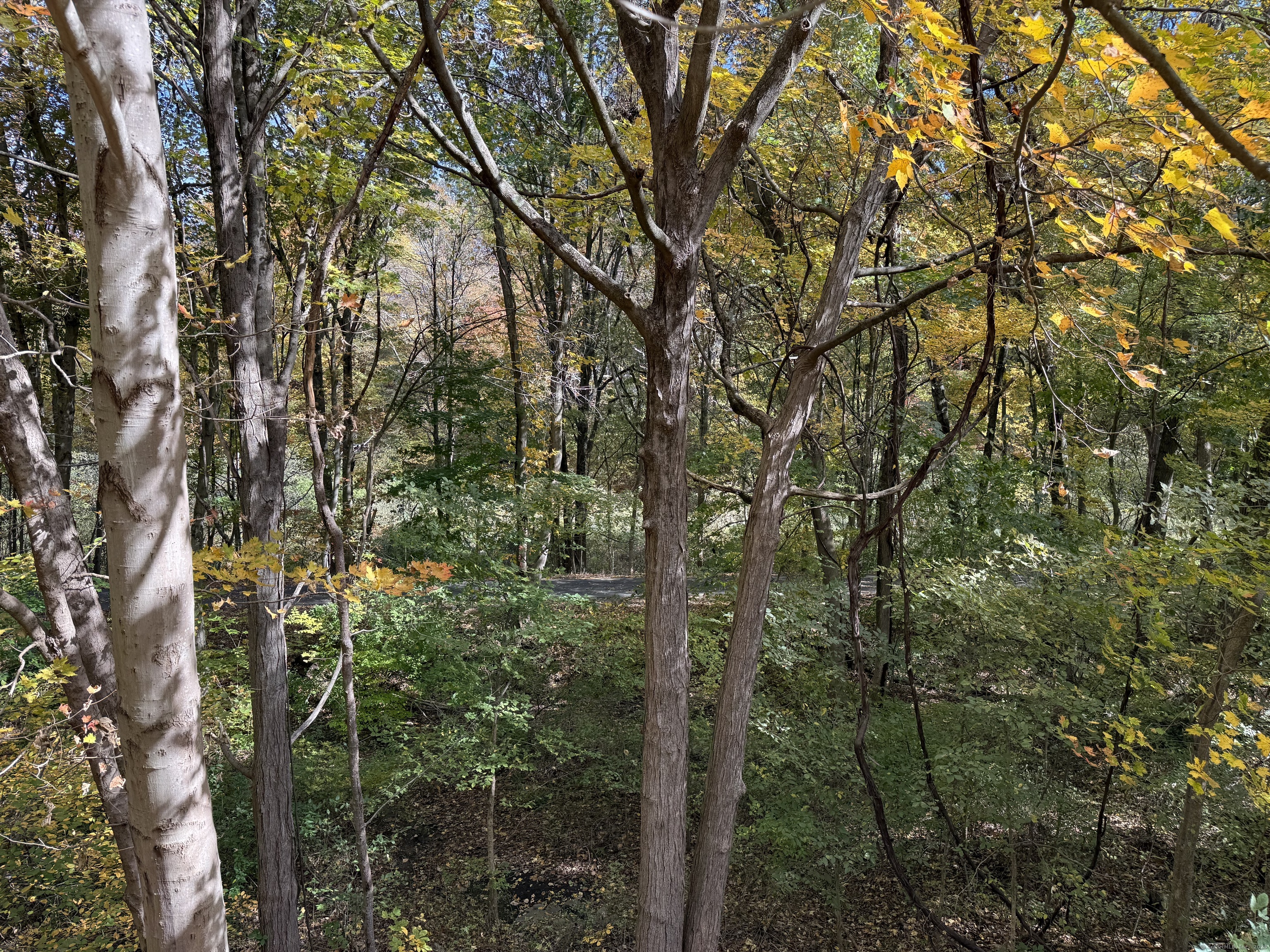 175 Mill Pond Road, Unit 215 Hamden, CT 06514 - Photo 19 of 19 a view of forest