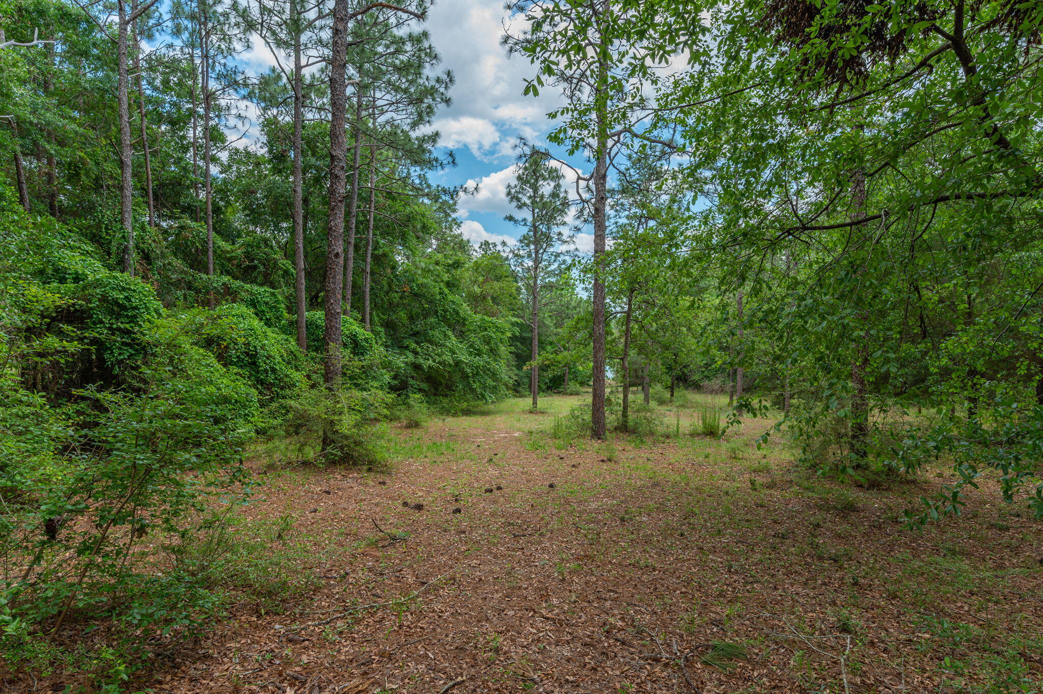 5710 Seminole Drive Crestview, FL 32536 - Photo 13 of 17 a view of a forest with trees in the background