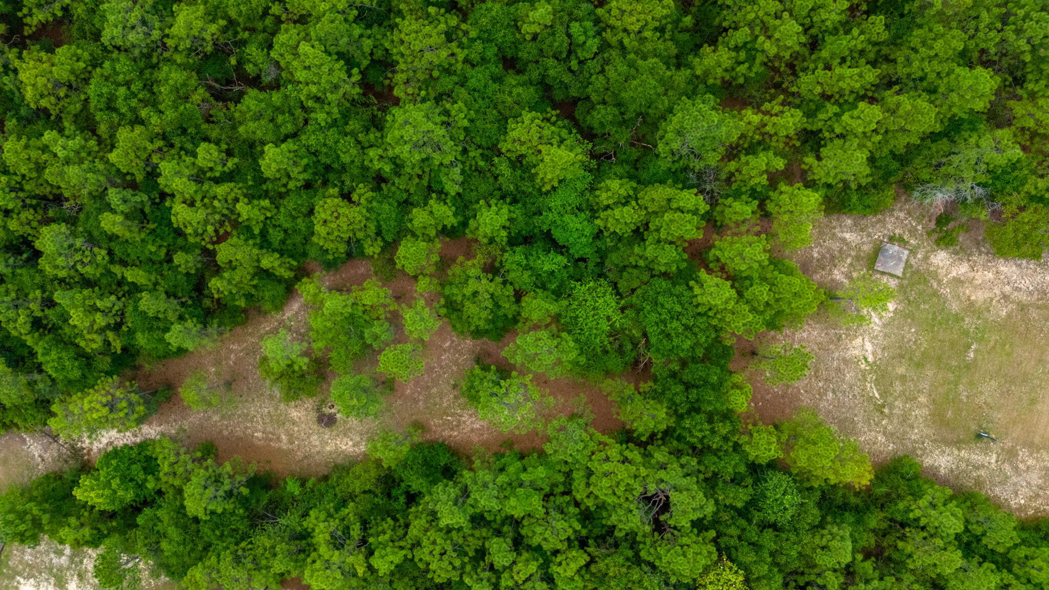 5710 Seminole Drive Crestview, FL 32536 - Photo 8 of 17 a view of a lush green forest with lots of trees