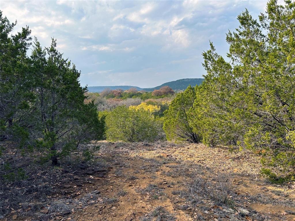 a view of a yard with a tree