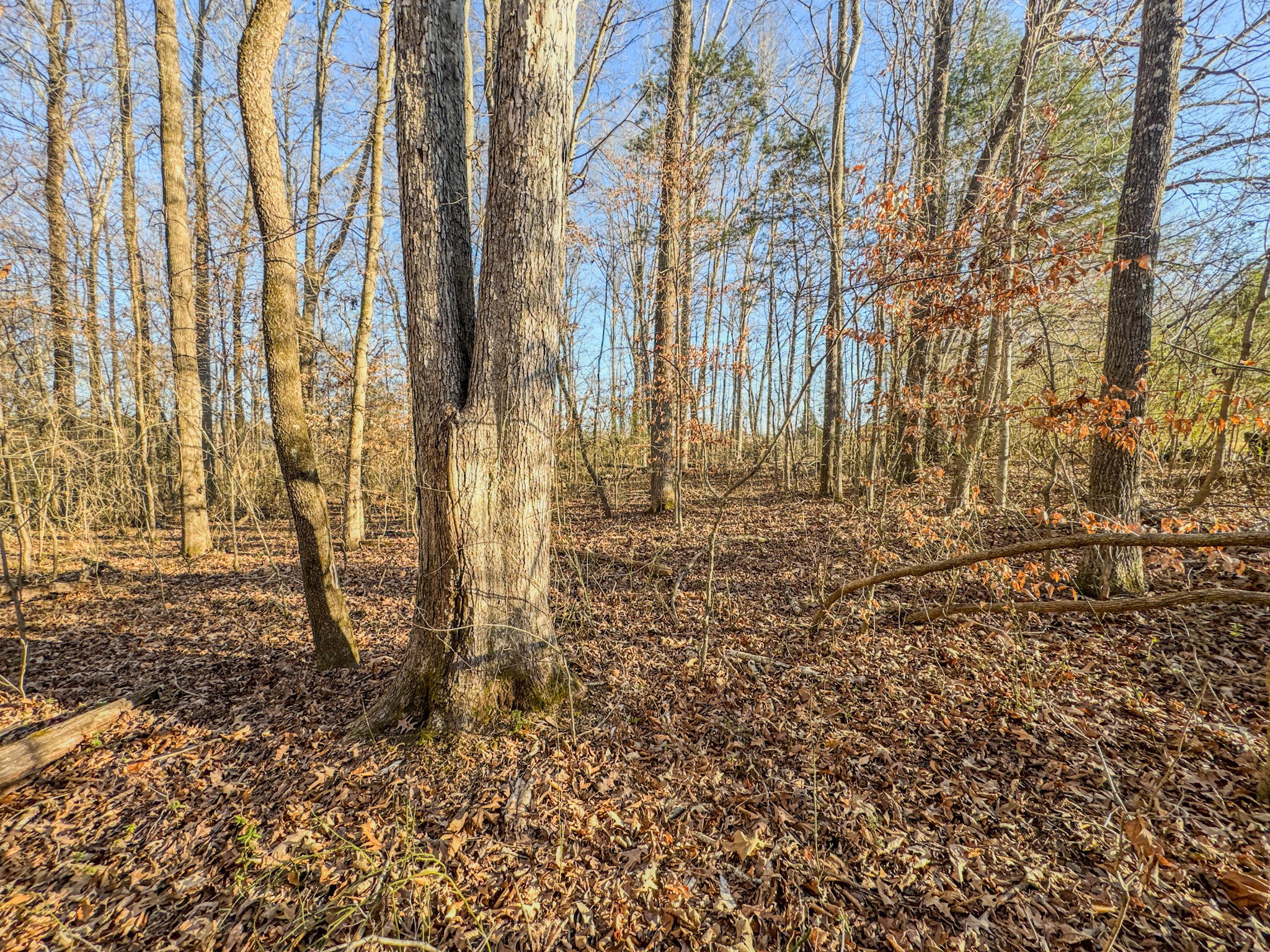 0 Hwy 100 West Decaturville Tn 38329 Decaturville, TN 38329 - Photo 20 of 23 a view of outdoor space with street view