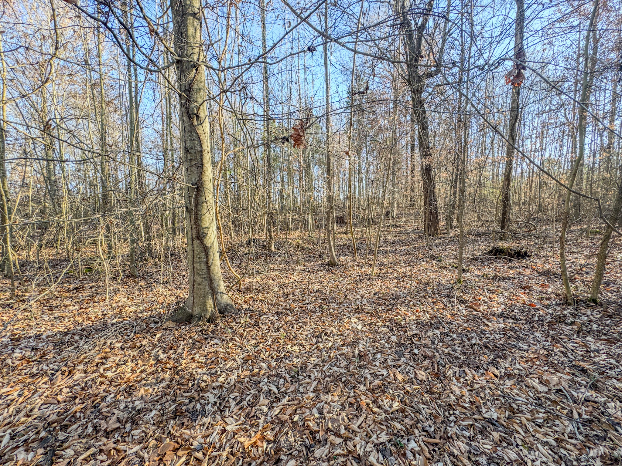 0 Hwy 100 West Decaturville Tn 38329 Decaturville, TN 38329 - Photo 21 of 23 a backyard of a house with lots of green space