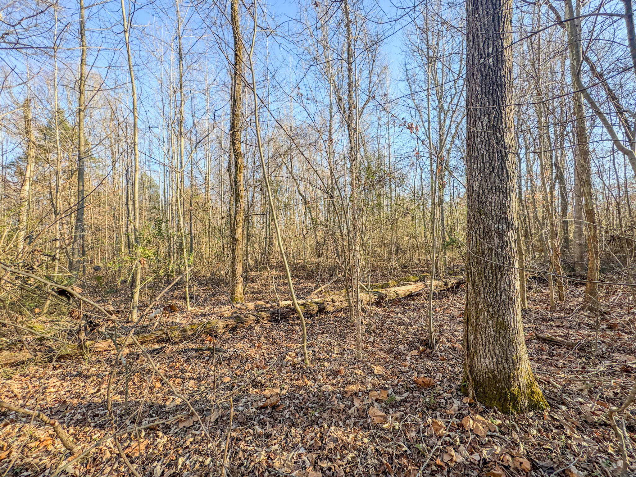 0 Hwy 100 West Decaturville Tn 38329 Decaturville, TN 38329 - Photo 23 of 23