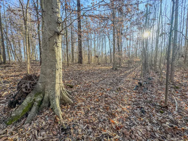 a view of a yard with large trees
