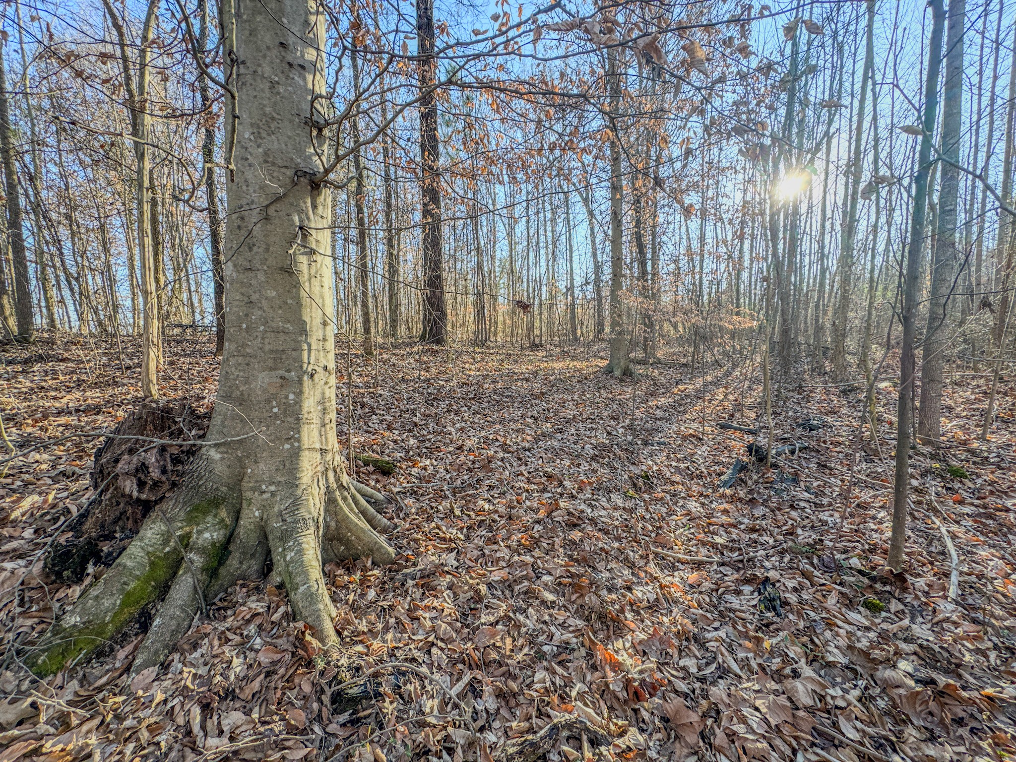 0 Hwy 100 West Decaturville Tn 38329 Decaturville, TN 38329 - Photo 5 of 23 a view of a yard with large trees