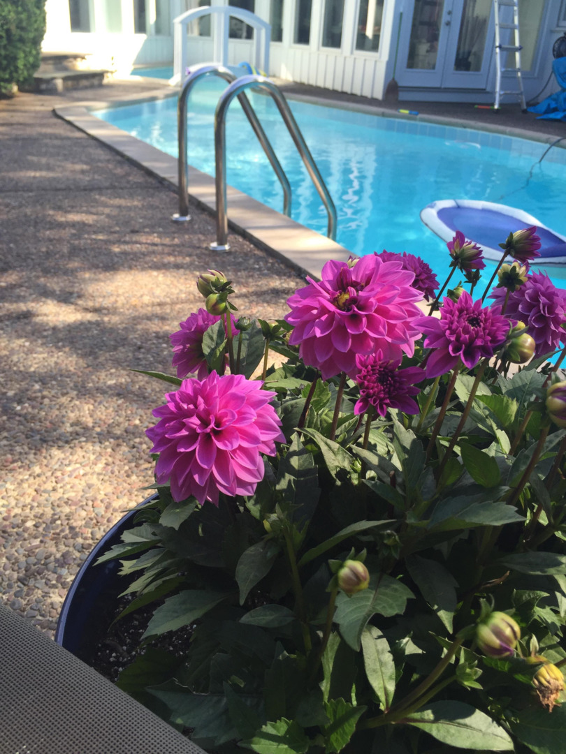 13 Meadowview Road Northfield, IL 60093 - Photo 23 of 23 a pink flower in a garden