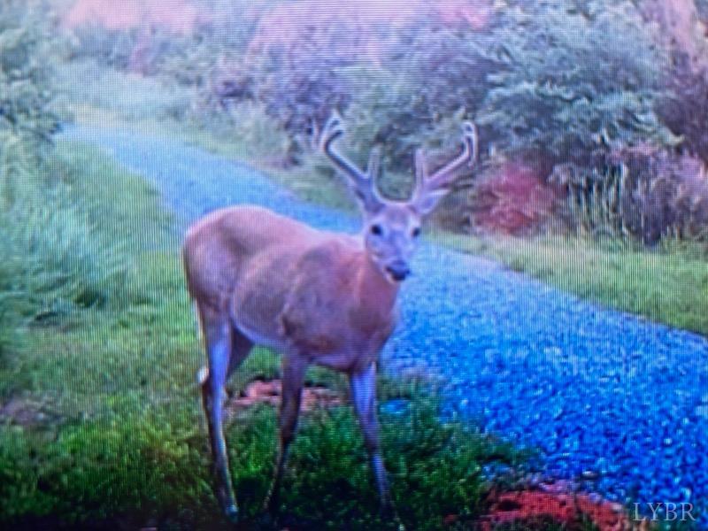 0 West Perch Road Monroe, VA 24574 - Photo 3 of 6 Gallery Image 3