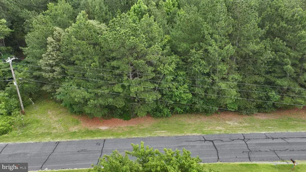 a view of a yard with plants and large trees