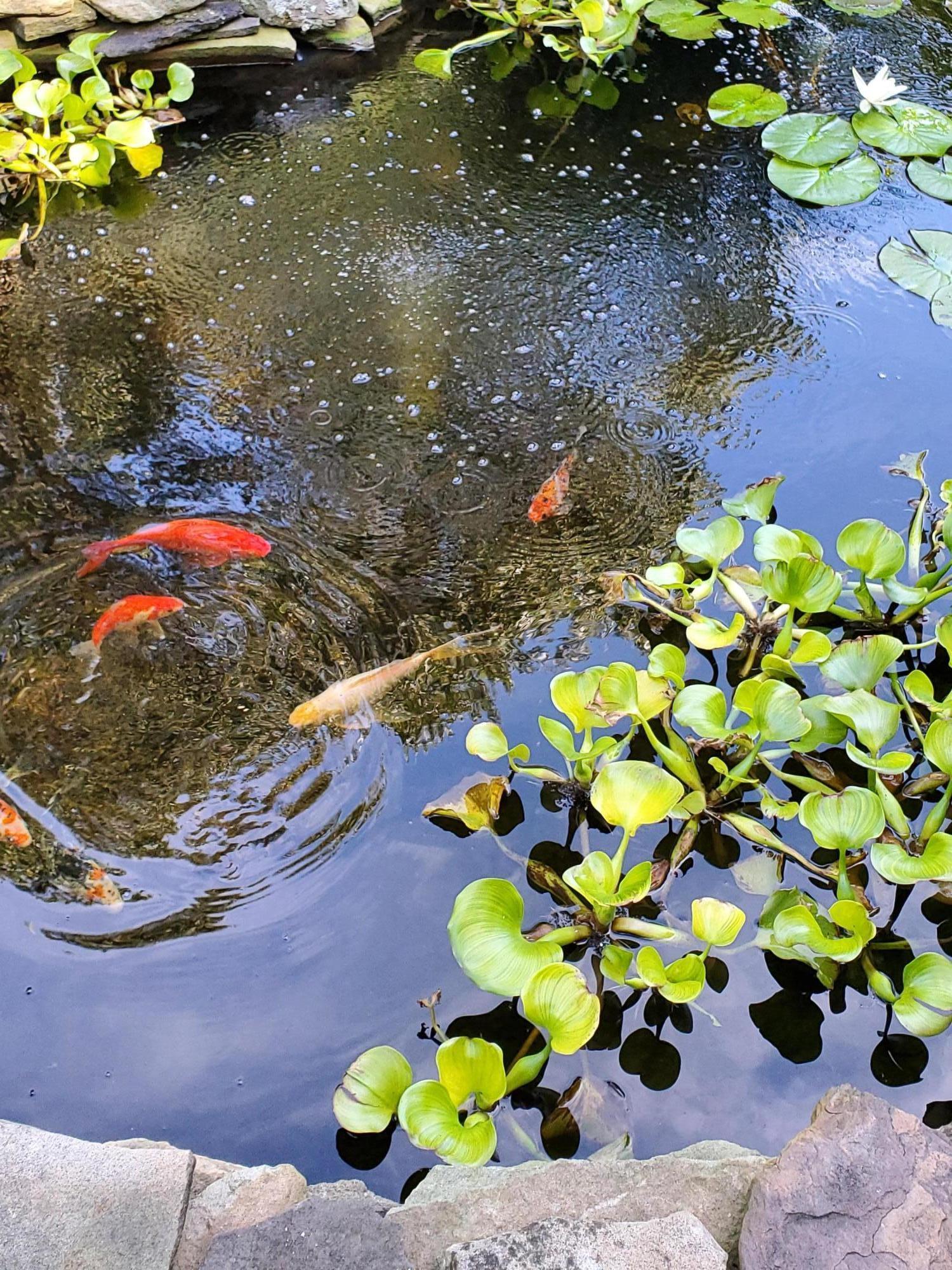 9 Bunker Circle Sandwich, MA 02563 - Photo 34 of 39 20200821_153258