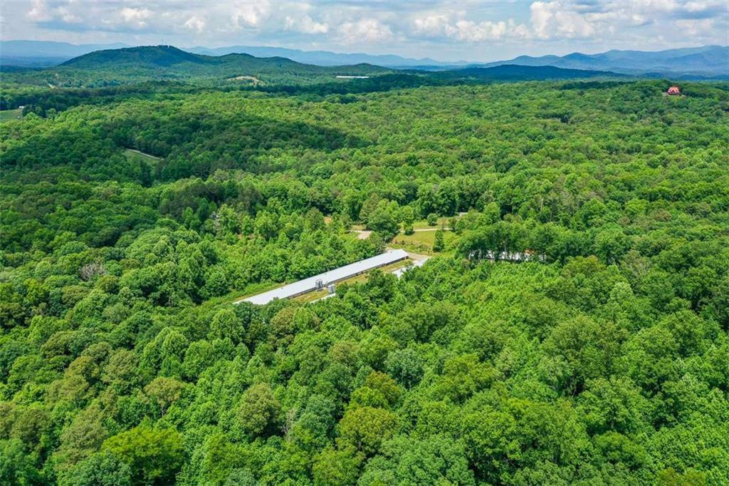 1010 Painter Road Talking Rock, GA 30175 - Photo 6 of 25 a view of a lush green forest with lots of trees