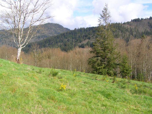 23 Skyview Road Tillamook, OR 97141 - Photo 24 of 41 P3180302