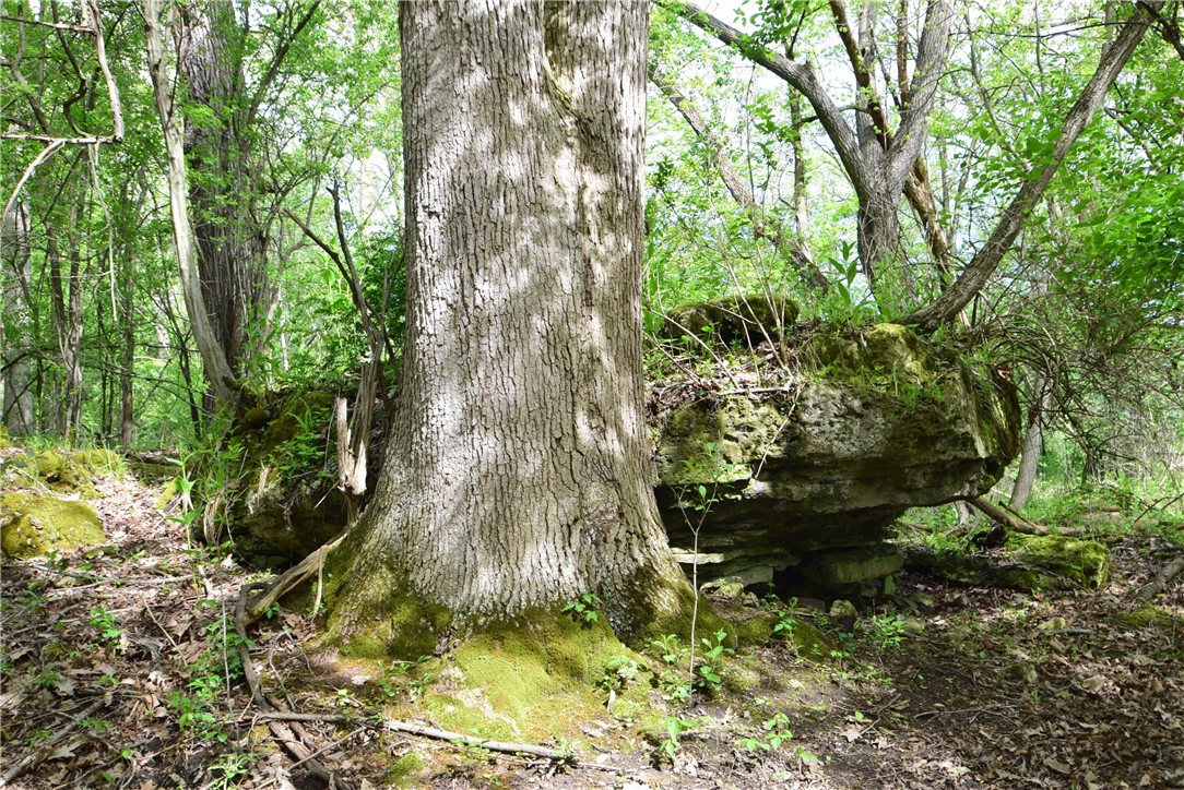 200 Spring Street Caledonia, NY 14423 - Photo 9 of 50 Old growth tree with glacial rock formation