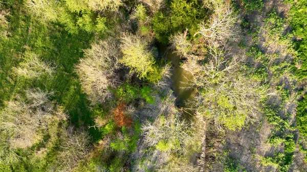 a view of a tree