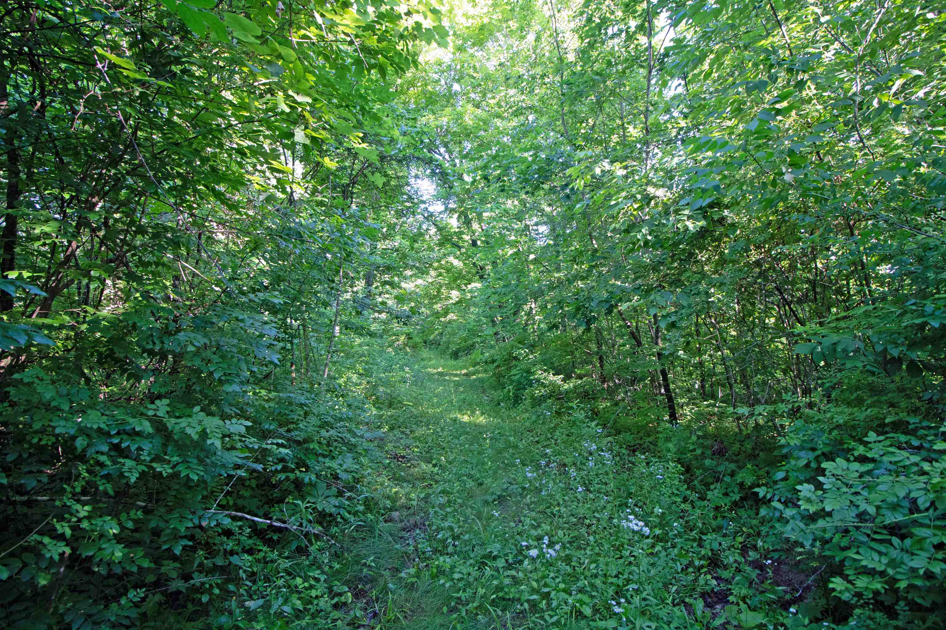 76-acres Skyline Road Blue River, WI 53518 - Photo 9 of 46