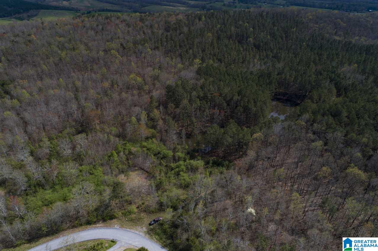 0 Mount Road Blountsville, AL 35031 - Photo 16 of 17