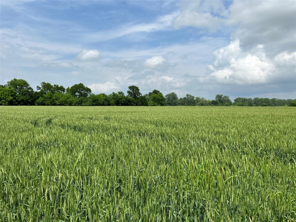 36980 Rd Arthur City Tx 75411 Road Arthur City, TX 75411 - Photo 4 of 23 a view of a big yard with plants and a large tree