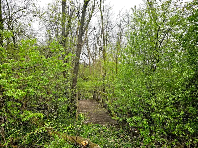 a view of a garden with plants