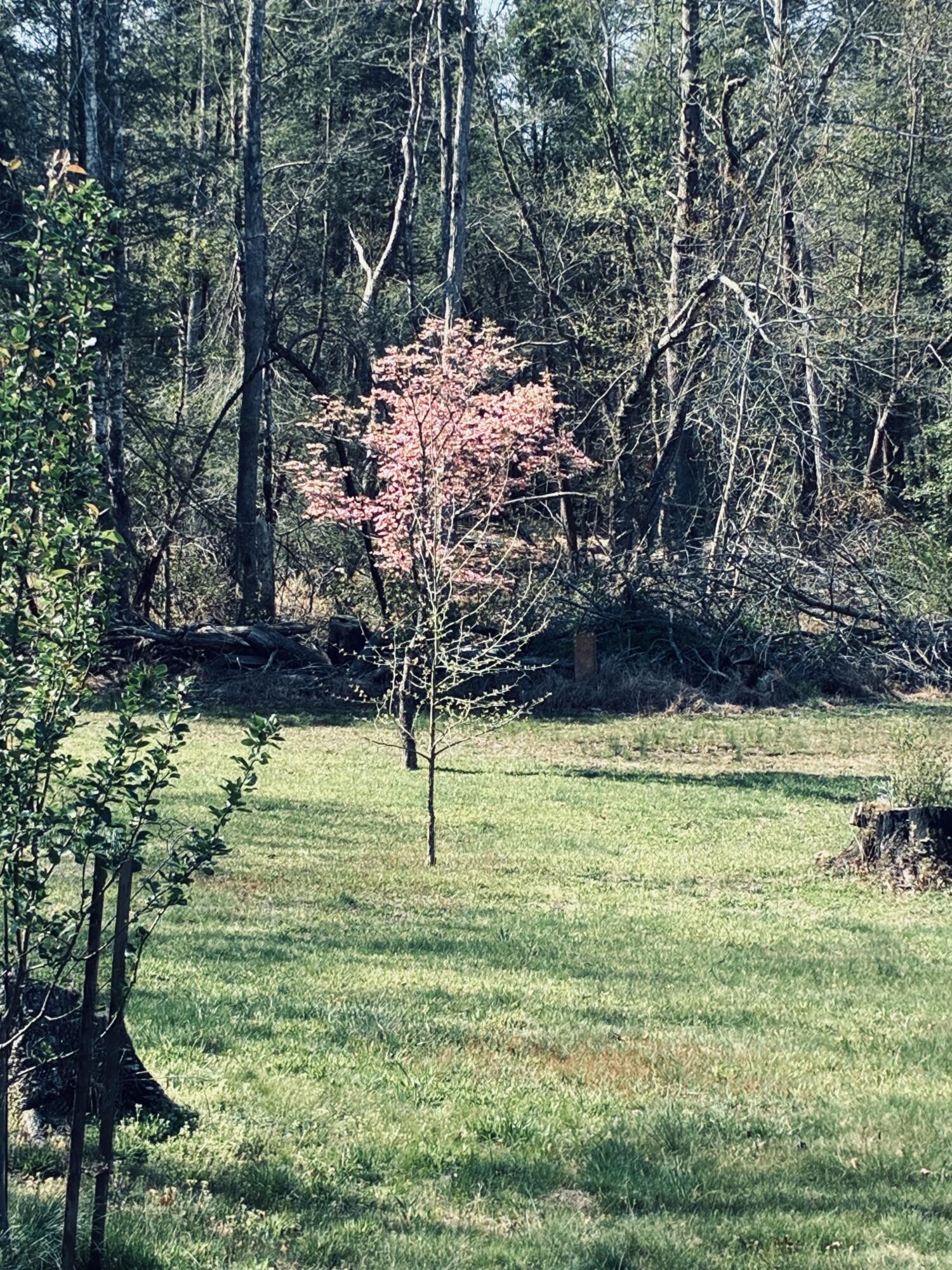 733 Gizzard Creek Road Sequatchie, TN 37374 - Photo 7 of 12 IMG_5645