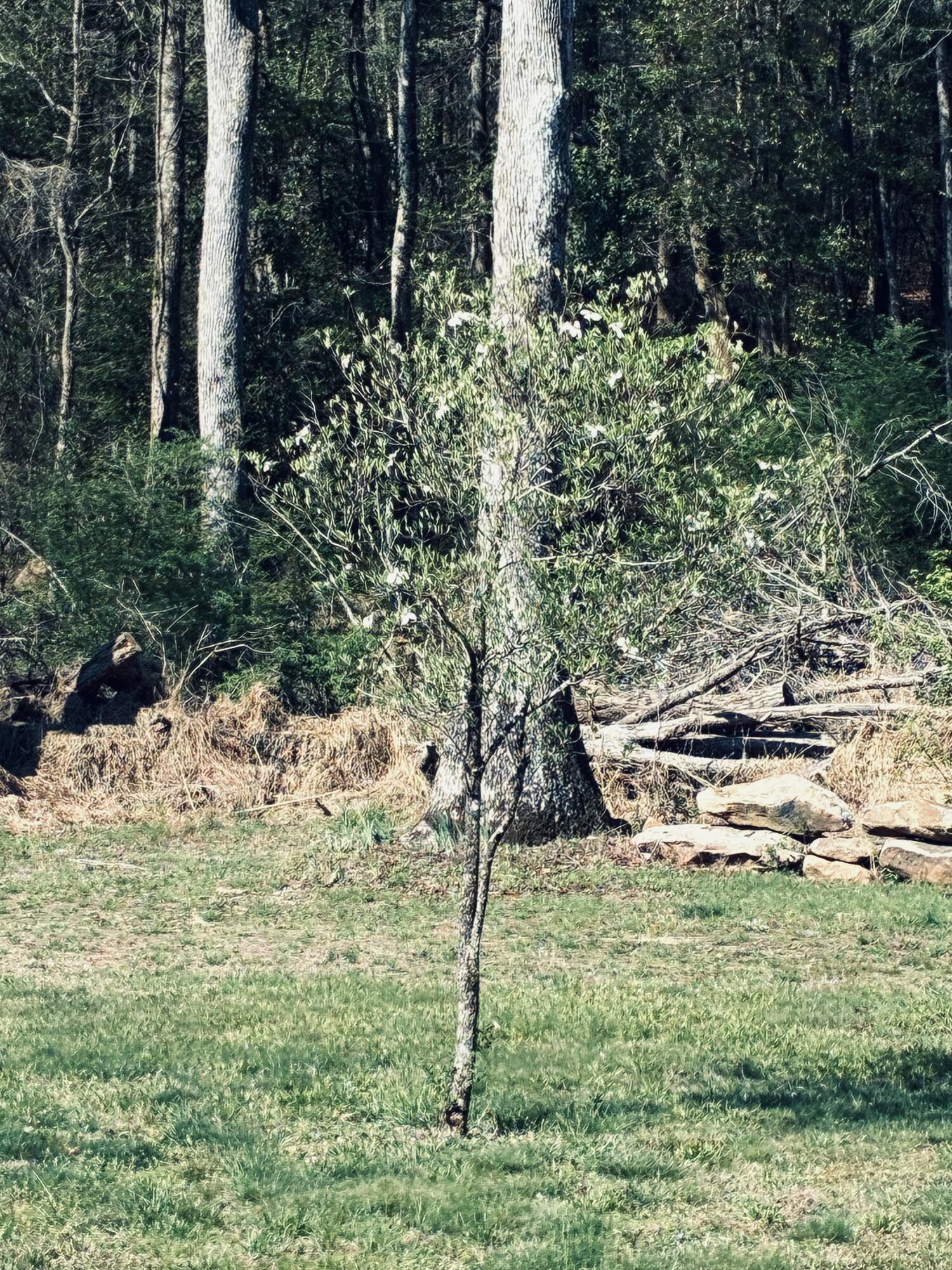 733 Gizzard Creek Road Sequatchie, TN 37374 - Photo 8 of 12 IMG_5646