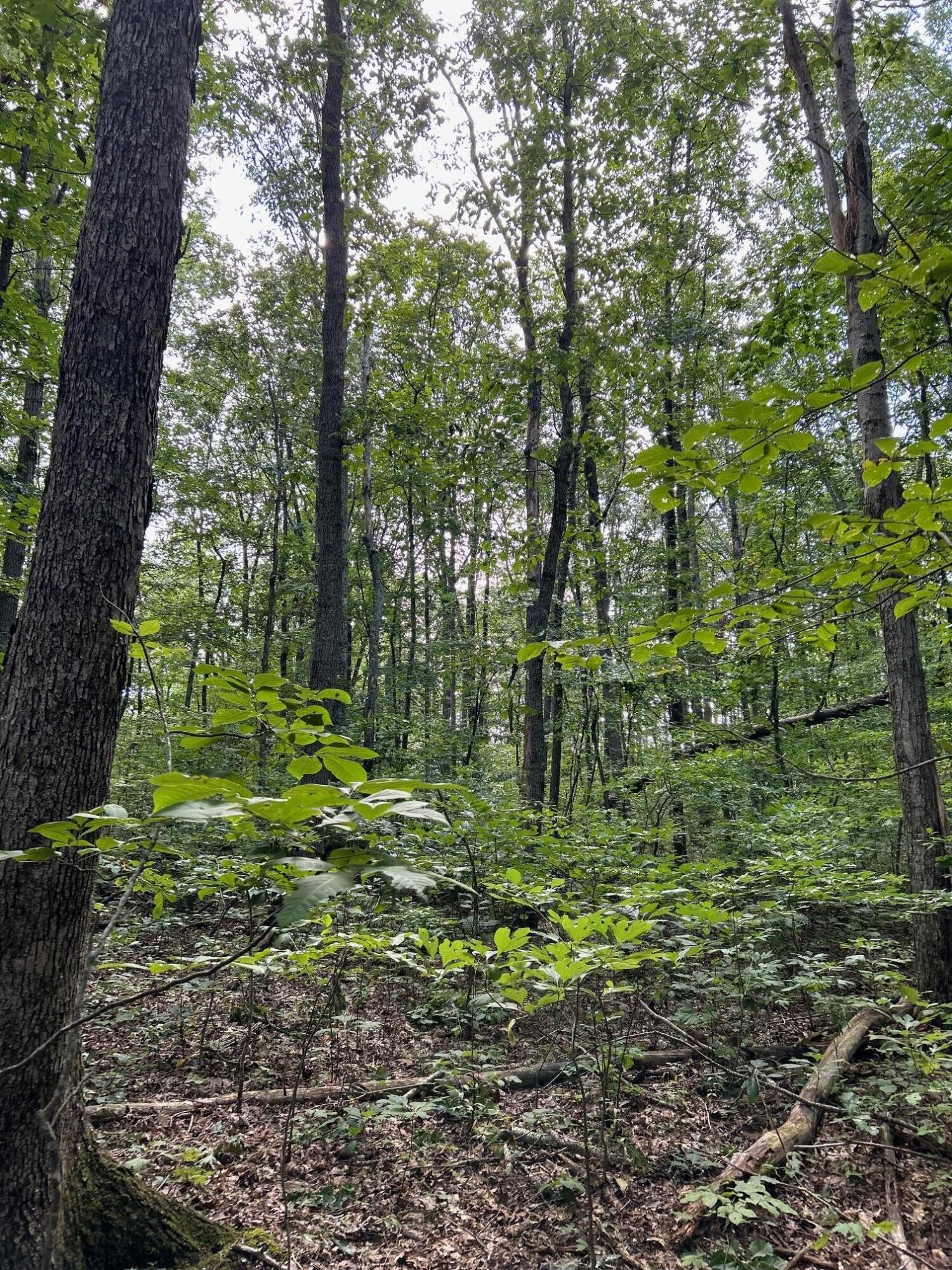 16 Raccoon Ridge Road Spring City, TN 37381 - Photo 10 of 12