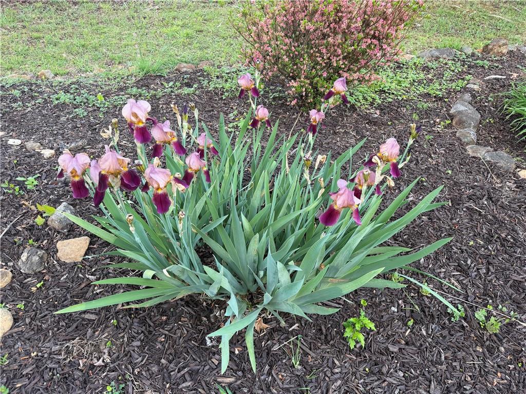 2308 Rackley Road Ellijay, GA 30536 - Photo 80 of 84