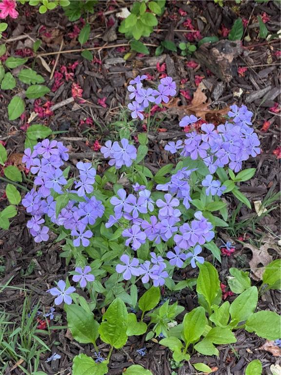 2308 Rackley Road Ellijay, GA 30536 - Photo 81 of 84