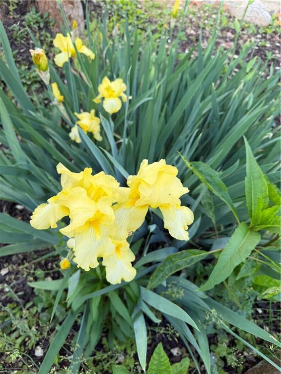 2308 Rackley Road Ellijay, GA 30536 - Photo 83 of 84