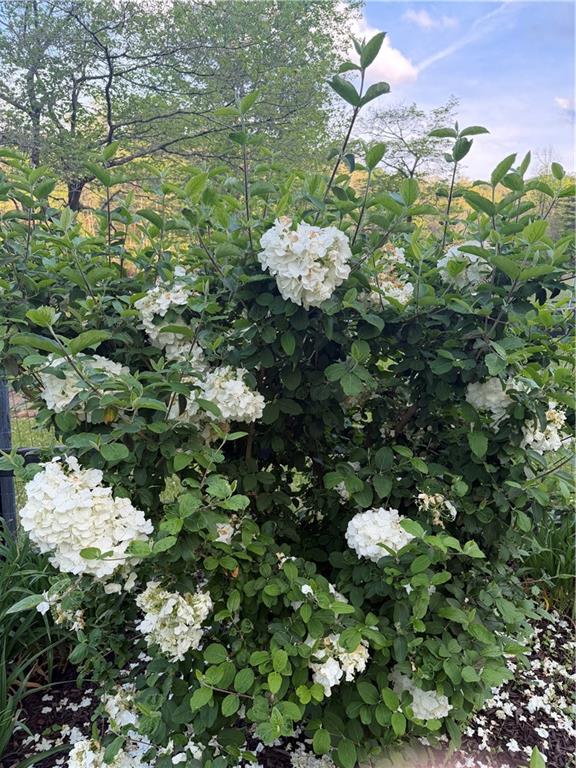 2308 Rackley Road Ellijay, GA 30536 - Photo 84 of 84