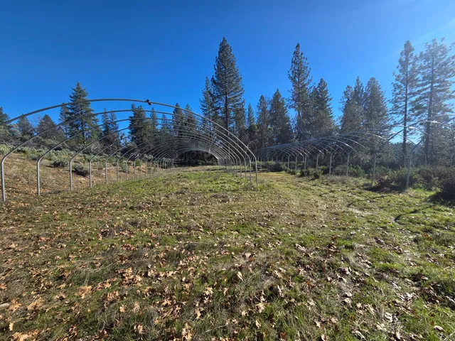 a view of a yard with trees in front of it