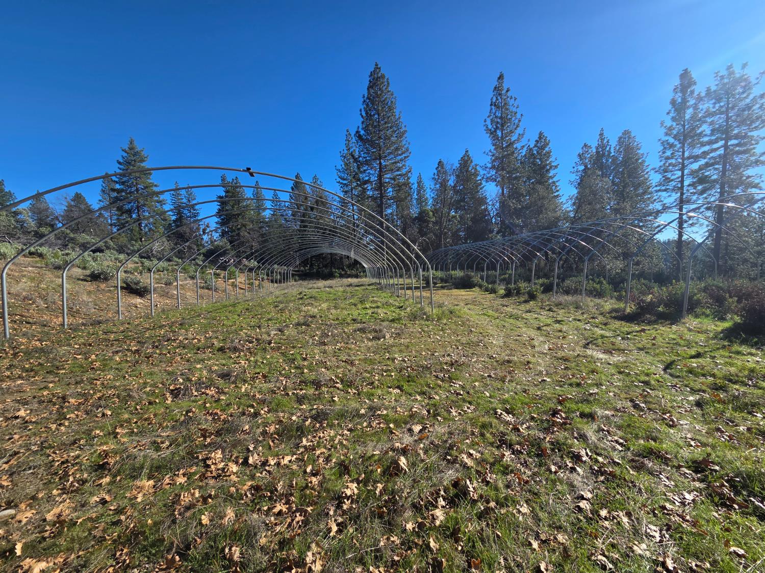 a view of a yard with trees in front of it