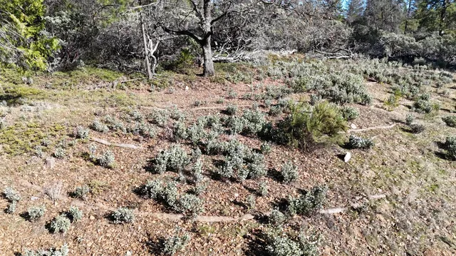 a view of a dry field with trees