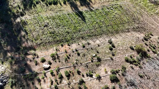 a view of a yard with a tree
