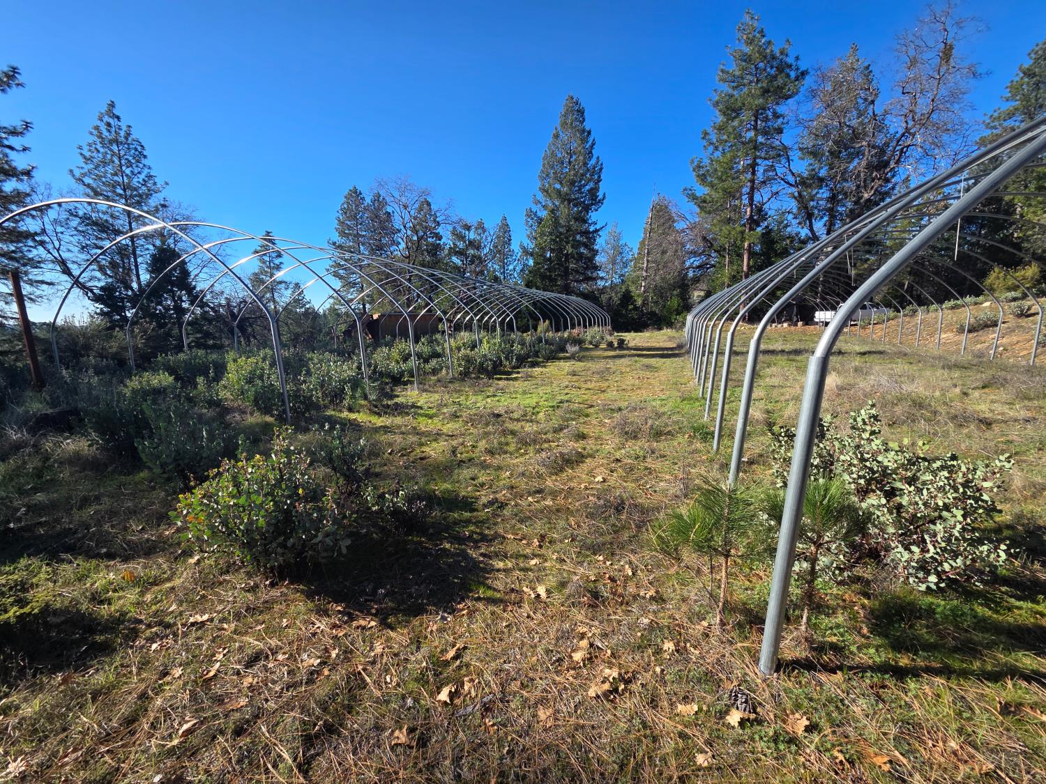 0 Canterbury Road Pioneer, CA 95666 - Photo 3 of 15 a backyard of a house with lots of green space