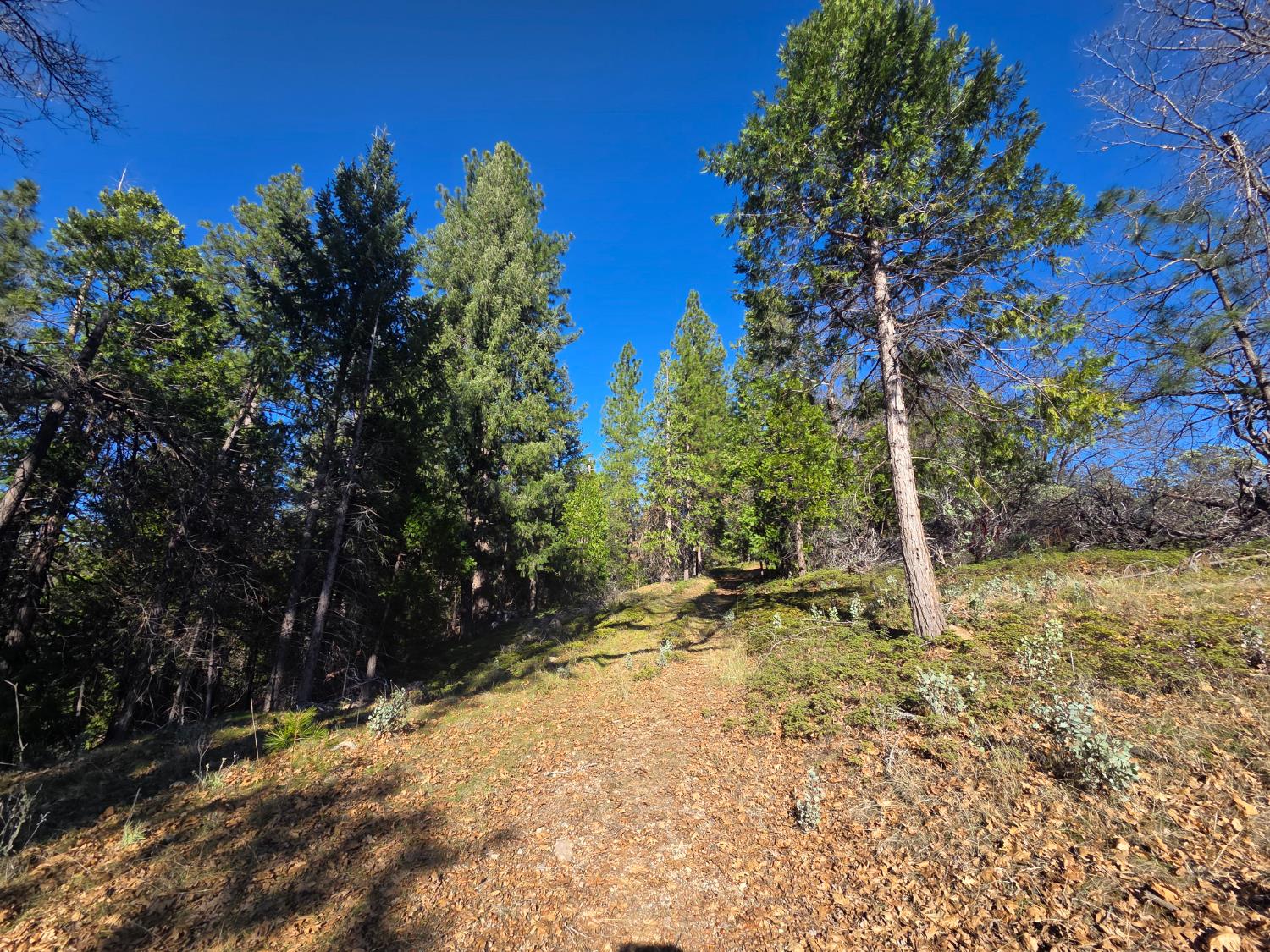 0 Canterbury Road Pioneer, CA 95666 - Photo 8 of 15 a view of a yard with trees
