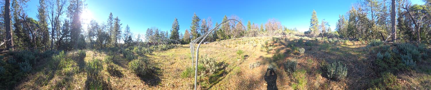 0 Canterbury Road Pioneer, CA 95666 - Photo 9 of 15 a view of a yard with large trees